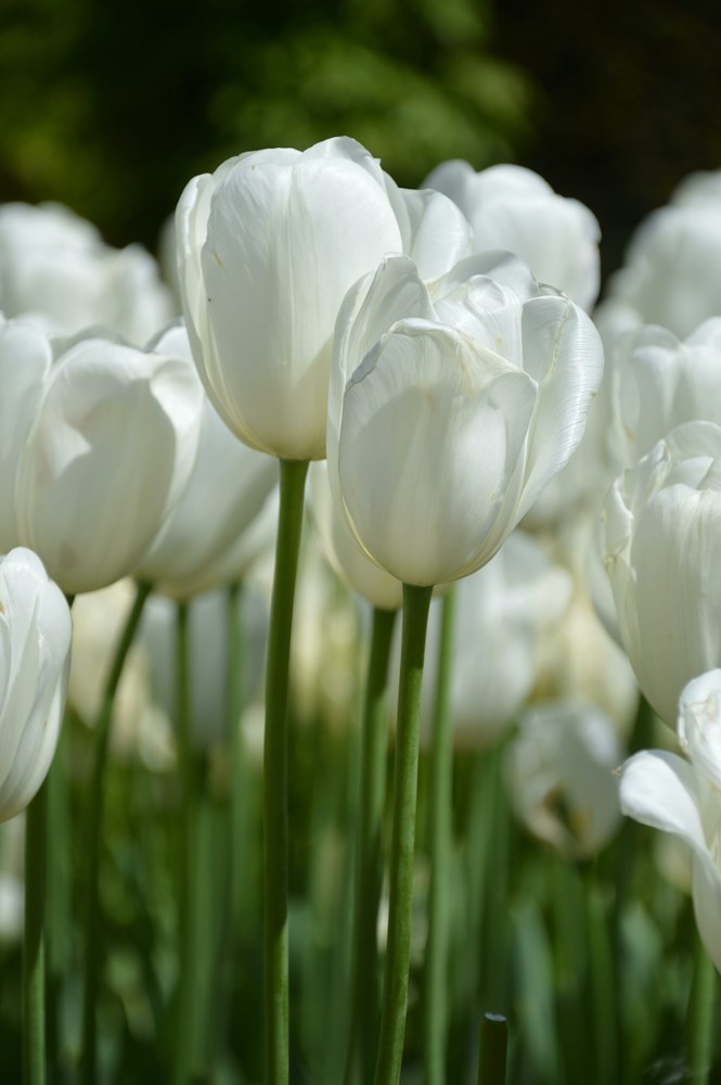 Bijeli tulipani (Pexels)